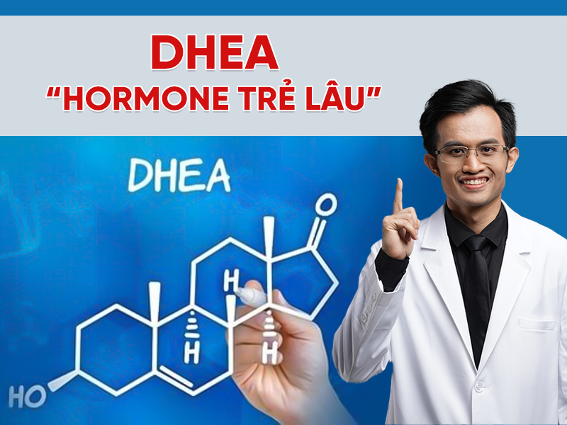 DHEA là gì? Vai trò của “hormone trẻ lâu” trong sức khỏe và chống lão hóa