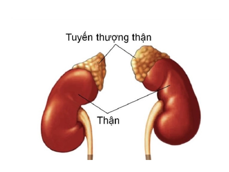 DHEA là gì? Vai trò của “hormone trẻ lâu”