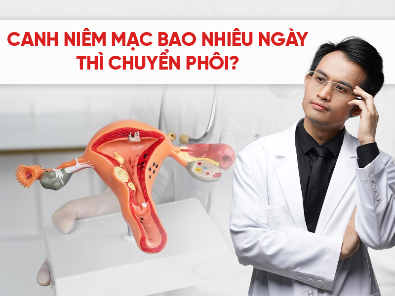Canh niêm mạc bao nhiêu ngày thì chuyển phôi? Thời điểm vàng để tăng tỉ lệ thành công