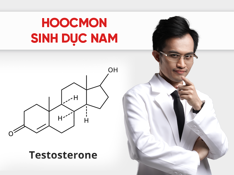 Hoocmon sinh dục nam là gì? Vai trò quan trọng của testosterone với phái mạnh