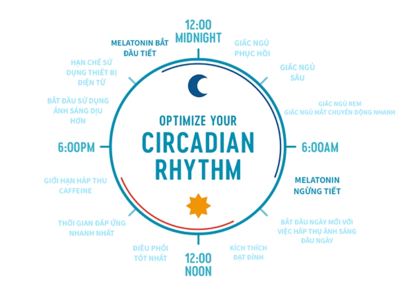 Nhịp sinh học (Circadian Rhythm) là gì?