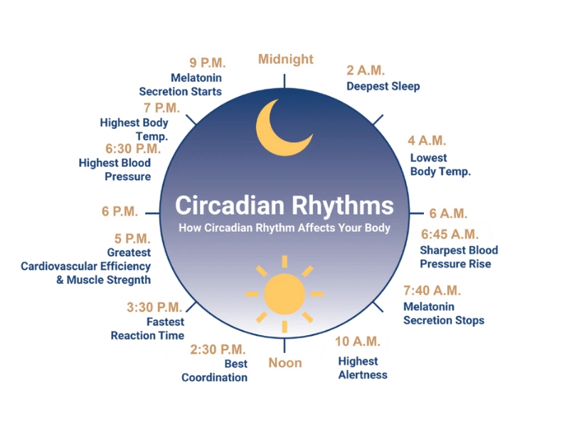 Nhịp sinh học (Circadian Rhythm) là gì?