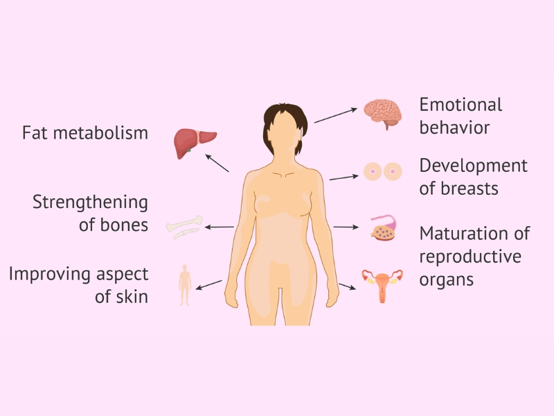 Estrogen Dominance là gì?